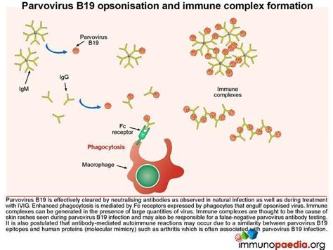 is there a vaccine for parvovirus b19